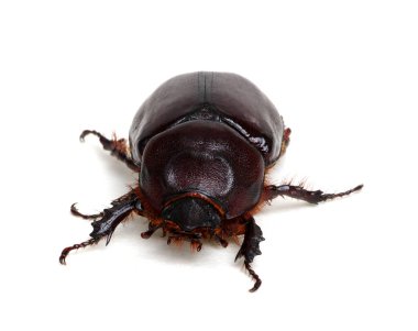 Beyaz arkaplanda izole edilmiş böcek