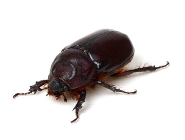 Beyaz arkaplanda izole edilmiş böcek