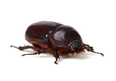 Beyaz arkaplanda izole edilmiş böcek