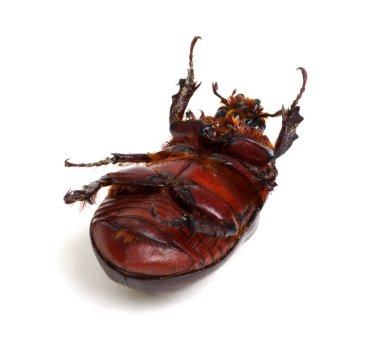 Beyaz arkaplanda izole edilmiş böcek