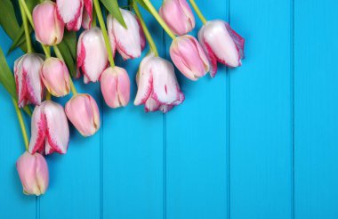 Güzel bahar çiçekleri arka plan, mavi ahşap taze renkli laleler.