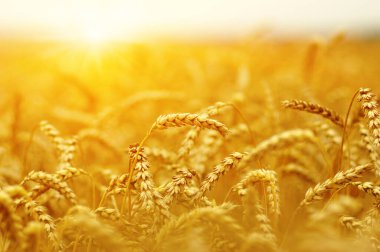 Güneşli buğday tarlası. Hasat ve gıda konsepti