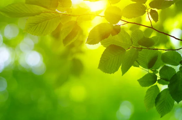 Green leaves and sun in spring.