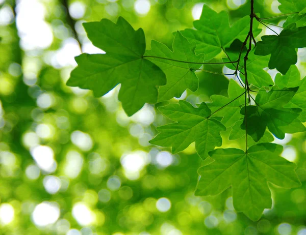 Bahar arka plan, yeşil üzerinde bulanık bokeh bırakır.