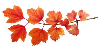  Sonbahar Yaprakları