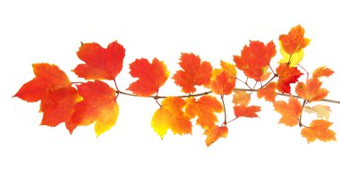  Sonbahar Yaprakları