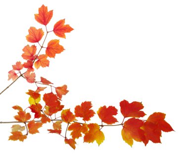  Sonbahar Yaprakları