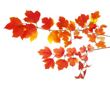  Sonbahar Yaprakları