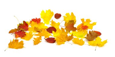  Sonbahar Yaprakları