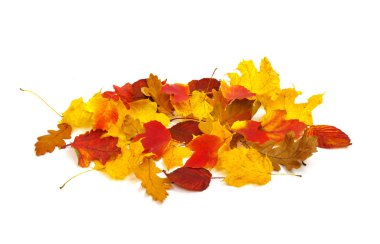  Sonbahar Yaprakları