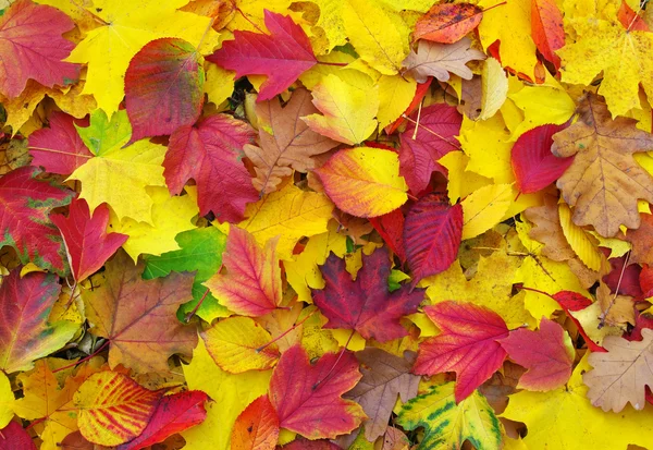 Herbstblätter — Stockfoto