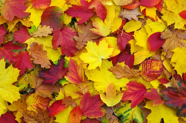 Hojas de otoño —  Fotos de Stock