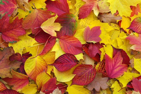 Herfstbladeren — Stockfoto