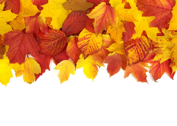  Sonbahar Yaprakları