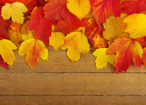 Autumn background — Stock Photo, Image