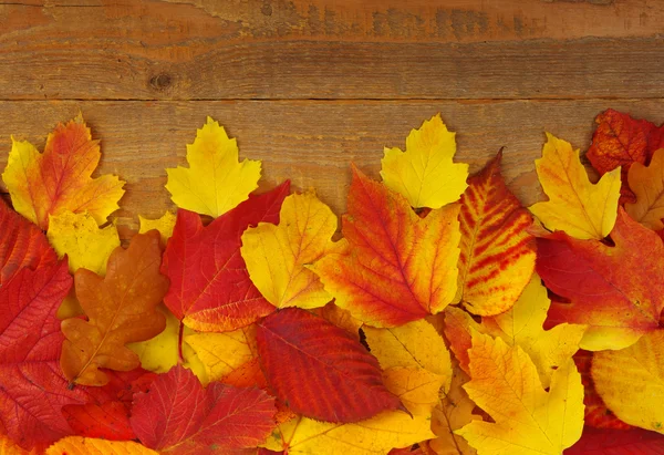 Fondo de otoño — Foto de Stock