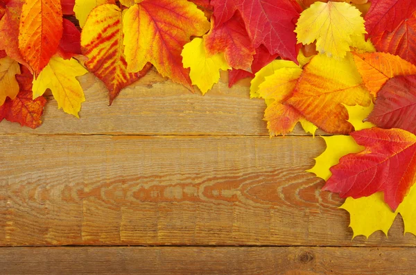 Autumn background — Stock Photo, Image