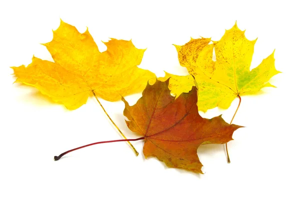 Herbstblätter — Stockfoto