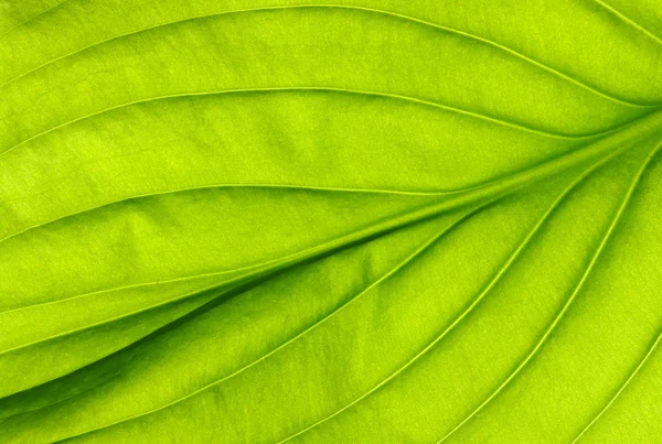 Leaf texture — Stock Photo, Image