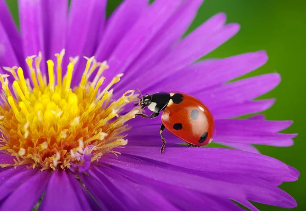 Coccinelle et fleur — Photo