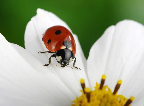 Ladybug and flower — Stock Photo, Image