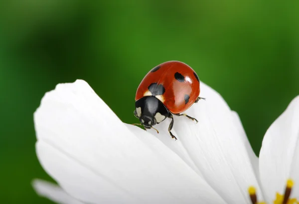 Mariquita y flor — Foto de Stock