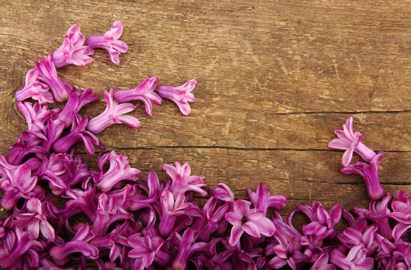 Flor de primavera — Fotografia de Stock