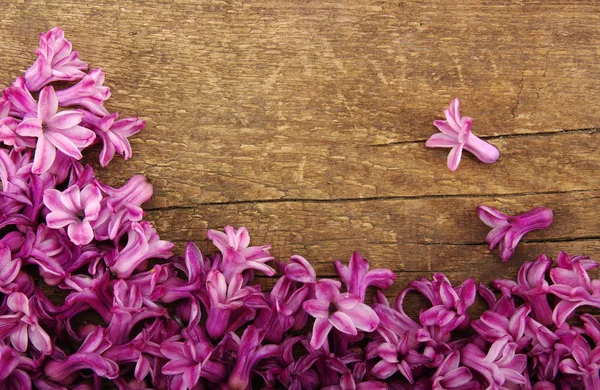 Flor de primavera — Fotografia de Stock