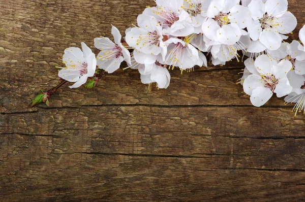 Spring  flower — Stock Photo, Image