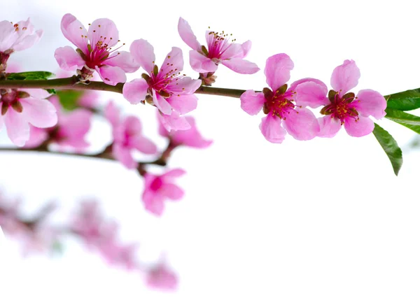 Fiori rosa — Foto Stock