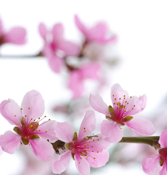 Pink blossoms — Stock Photo, Image