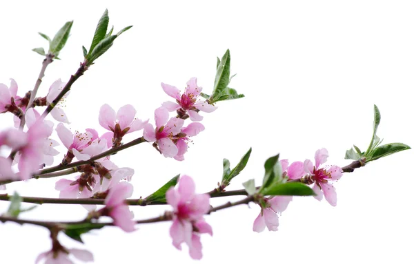 Rosafarbene Blüten — Stockfoto