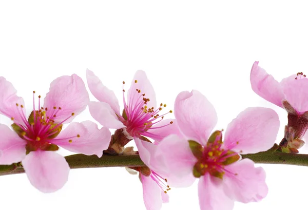 Pink blossoms — Stock Photo, Image