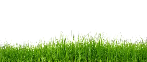 Green grass — Stock Photo, Image