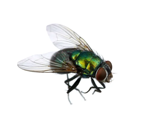 Green fly — Stock Photo, Image