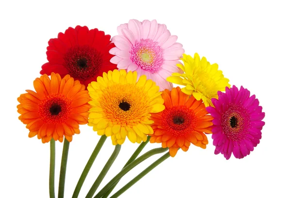 Margaritas Gerberas — Foto de Stock