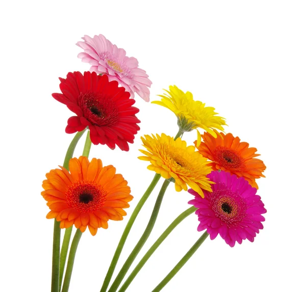 Gerbera margherite — Foto Stock