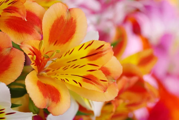 Background of the flowers — Stock Photo, Image