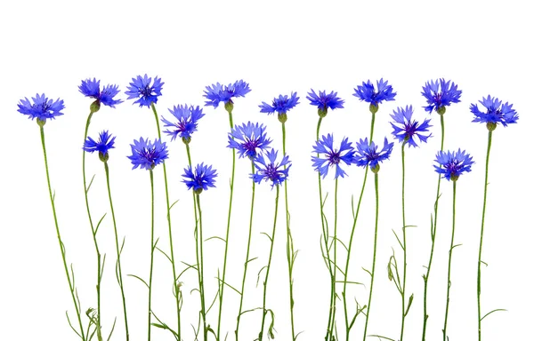 Blue cornflowers — Stock Photo, Image