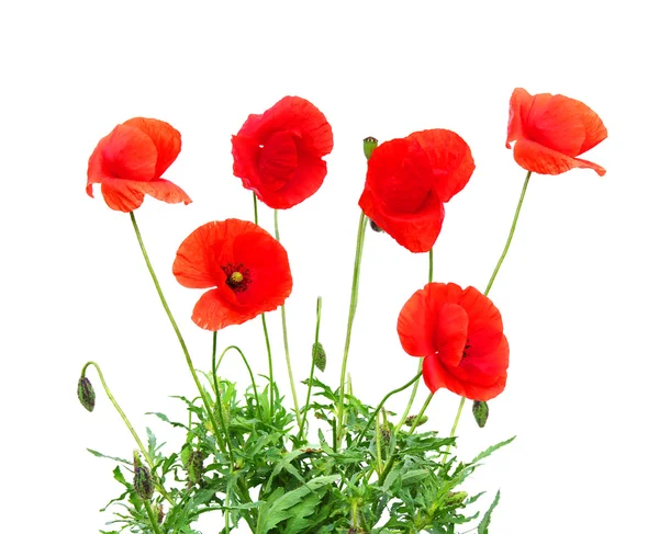 Rode papaver — Stockfoto