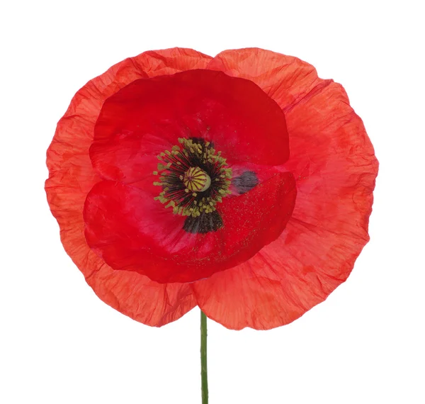 Rode papaver — Stockfoto