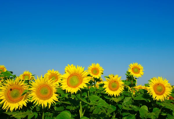 Ayçiçekleri — Stok fotoğraf