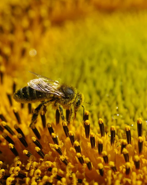 Abeille dans le tournesol — Photo