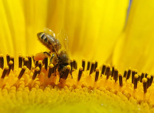 Μέλισσα σε τον ηλίανθο — Φωτογραφία Αρχείου