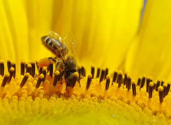 Abeille dans le tournesol — Photo