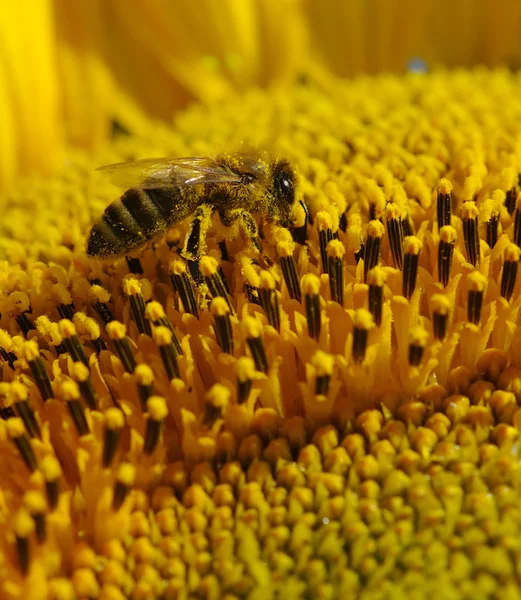 A napraforgó méh — Stock Fotó
