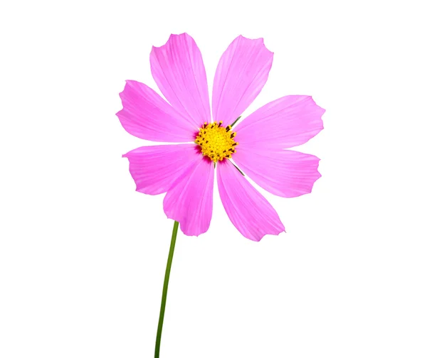 Flower — Stock Photo, Image