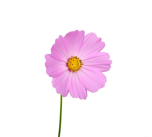 Flower — Stock Photo, Image