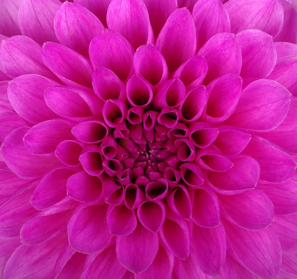 Closeup květ — Stock fotografie
