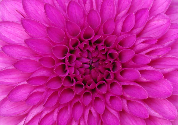 Closeup bloem — Stockfoto